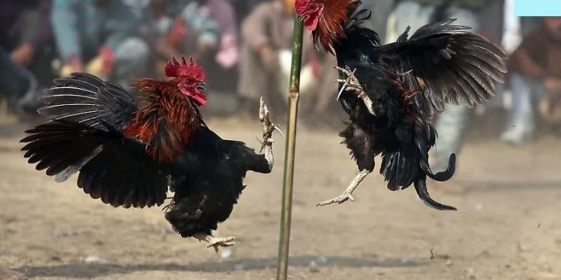 Đá gà mạng là gì
