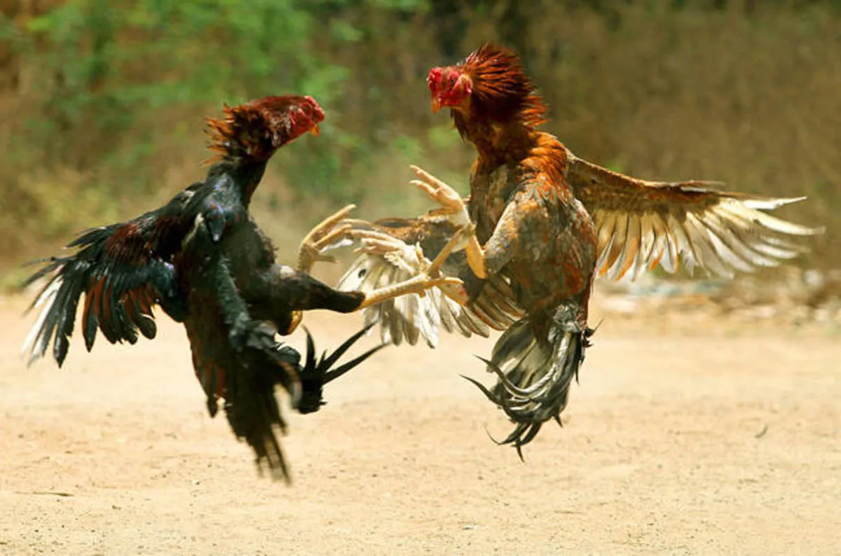 Thuật ngữ đá gà